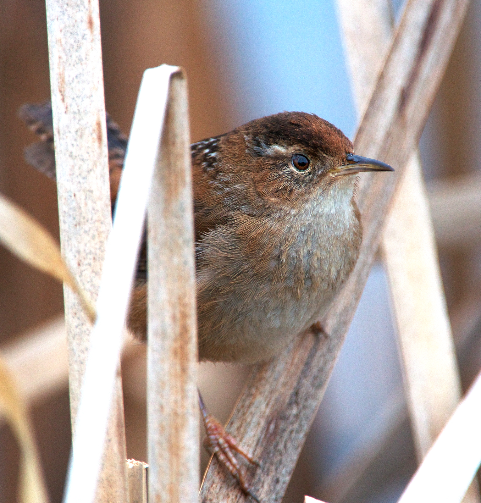 NW Bird Blog Marsh Wren nw-bird-blog-marsh-wren